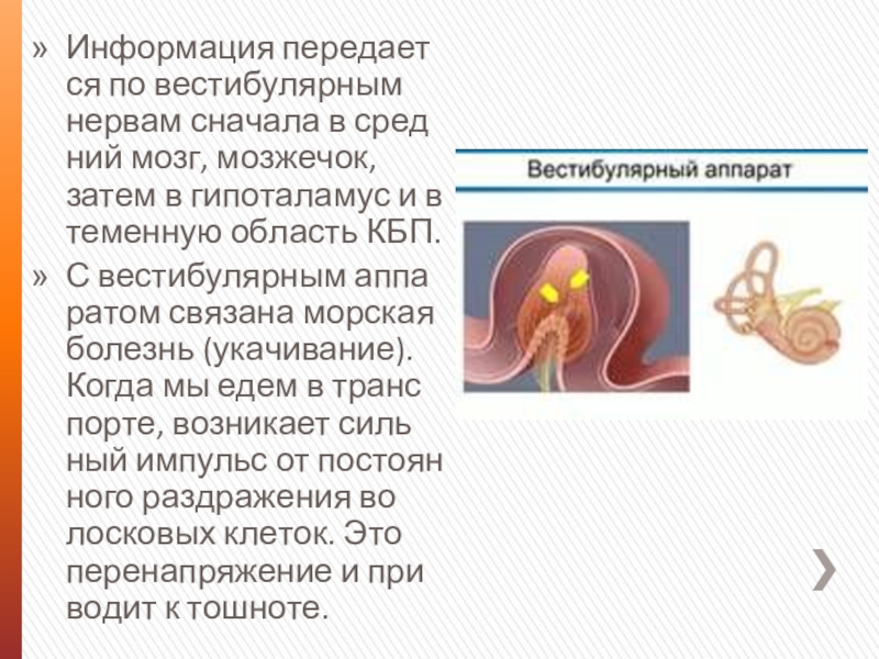 Вестибулярный аппарат связан с. Органы равновесия осязания обоняния вкуса. Орган слуха и равновесия. Морская болезнь вестибулярный аппарат. Орган вестибулярного аппарата.