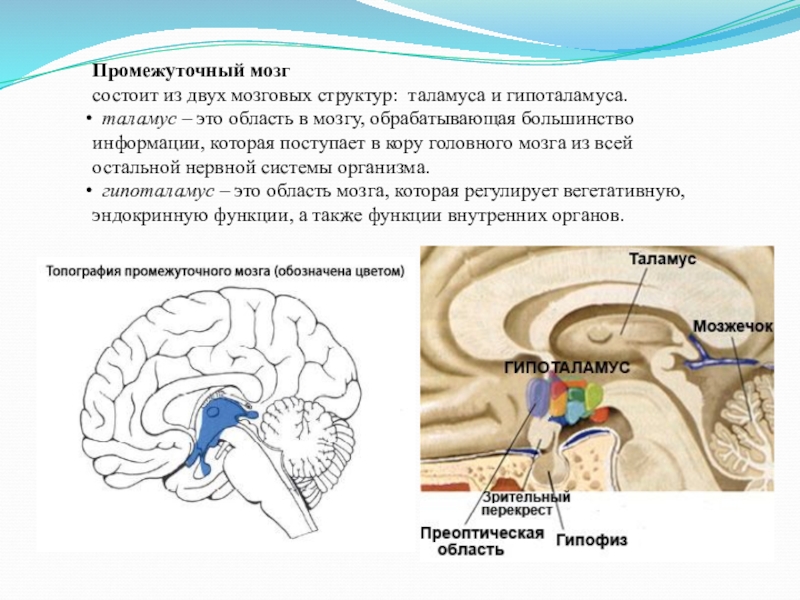 Таламус и гипоталамус какой отдел мозга. Таламус строение и функции. Промежуточный мозг таламус строение. Промежуточный мозг гипоталамус строение и функции. Промежуточный мозг состоит из таламуса и гипоталамуса.