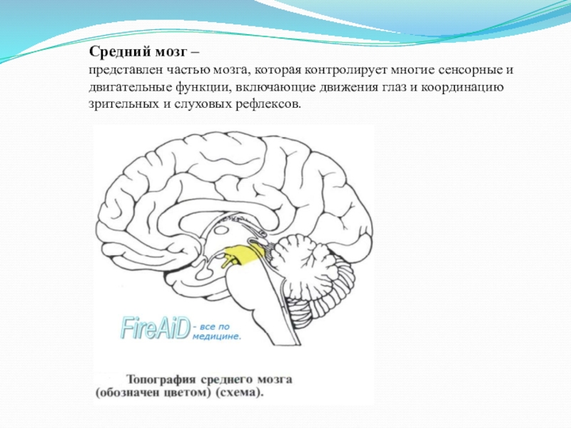 Средний мозг схема