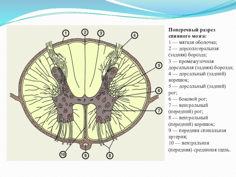 Поперечный срез спинного мозга схема