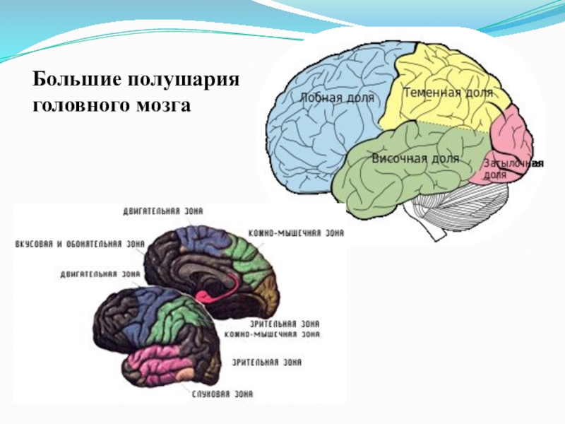 В каждом полушарии долей. Полушария головного мозга. Большие полушария. Гемисферы головного мозга. Доли больших полушарий головного мозга.