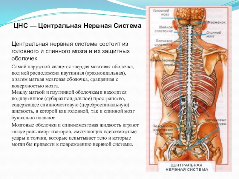 Центральный отдел нервной системы спинной мозг. Центральная нервная система состоит. ЦНС человека состоит из. Центральная нервная система человека состоит из. Из чего состоит ЦНС.
