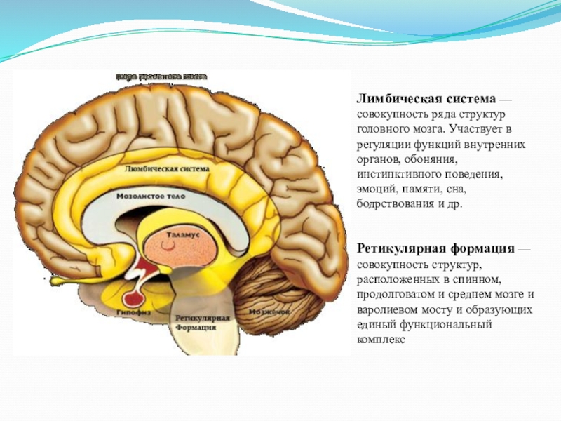 Подкорка головного мозга. Лимбическая система мозга система головного. Лимбическая система головного мозга рисунок. Лимбическая система и ретикулярная формация.