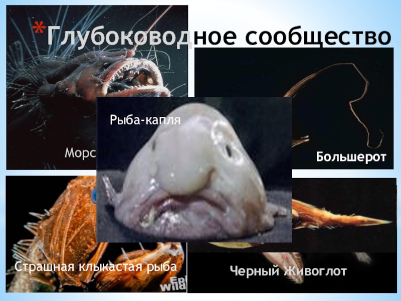 Рыба Живоглот Фото