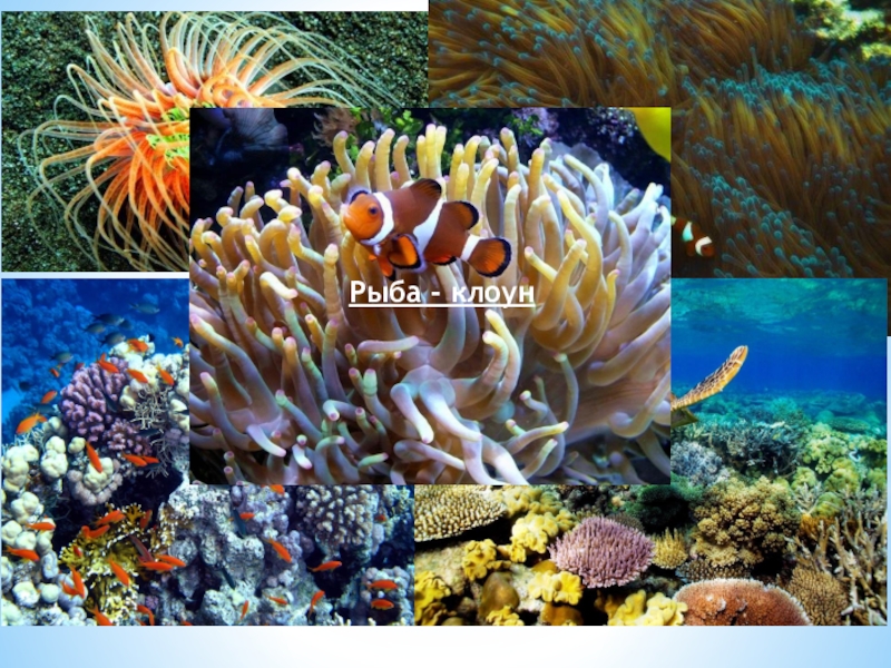 В глубоководных сообществах океана отсутствуют. Биологические ресурсы морей и океанов презентация.