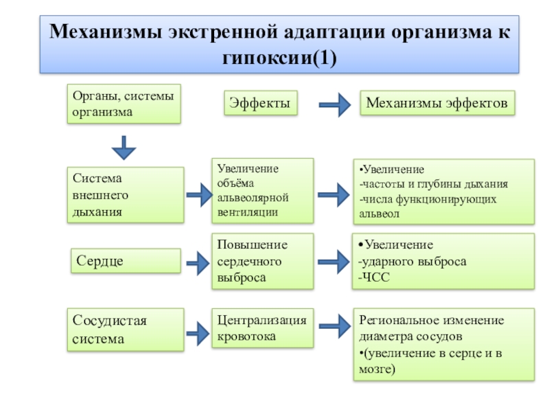 Адаптация организма к гипоксии презентация