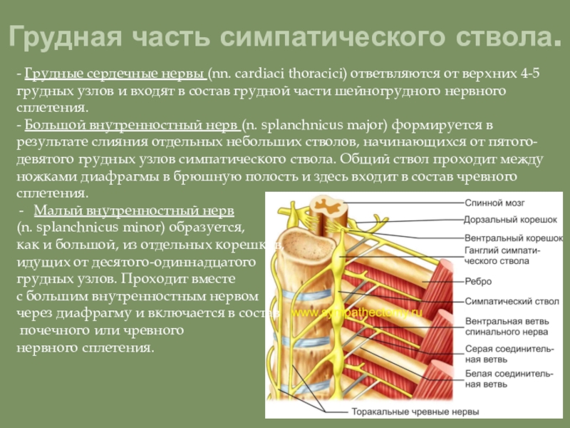 Грудные нервы. Грудная части симпатического нервного ствола. Грудной отдел симпатического ствола. Грудные узлы симпатического ствола. Ветви грудных узлов симпатического ствола.