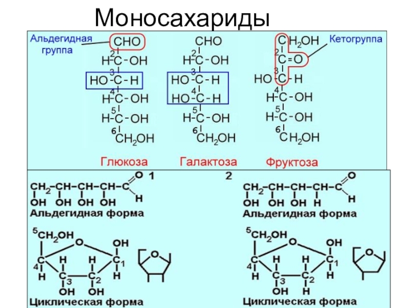 Наличие в глюкозе альдегидной группы. Шестиуглеродный моносахарид. Моносахариды строение общ формула. Альдегидные моносахариды. Общая формула моносахаридов.