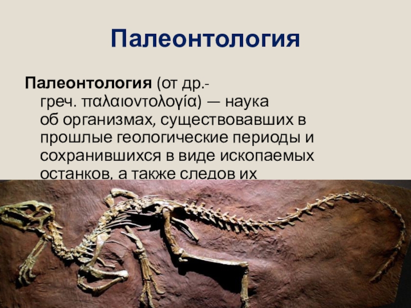 Значение палеонтологии. Палеонтология. Доказательства палеонтологии. Палеонтология это в биологии. Палеонтология это кратко.