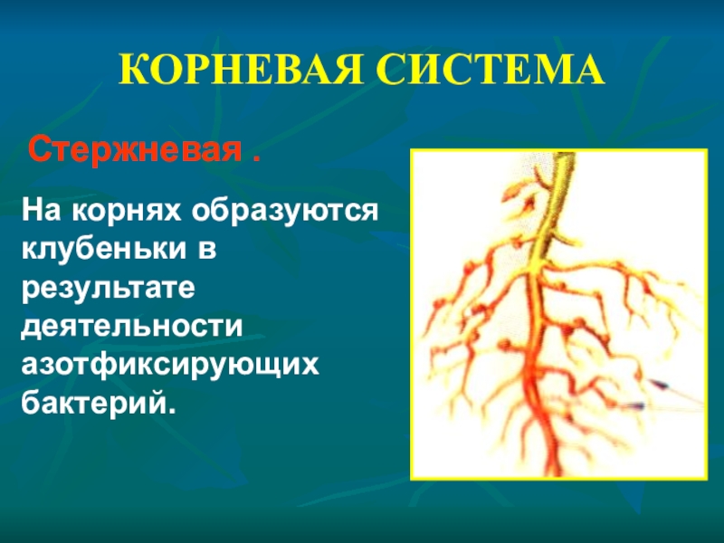 На рисунке изображен корень бобового растения с клубеньками образующимися за счет жизнедеятельности