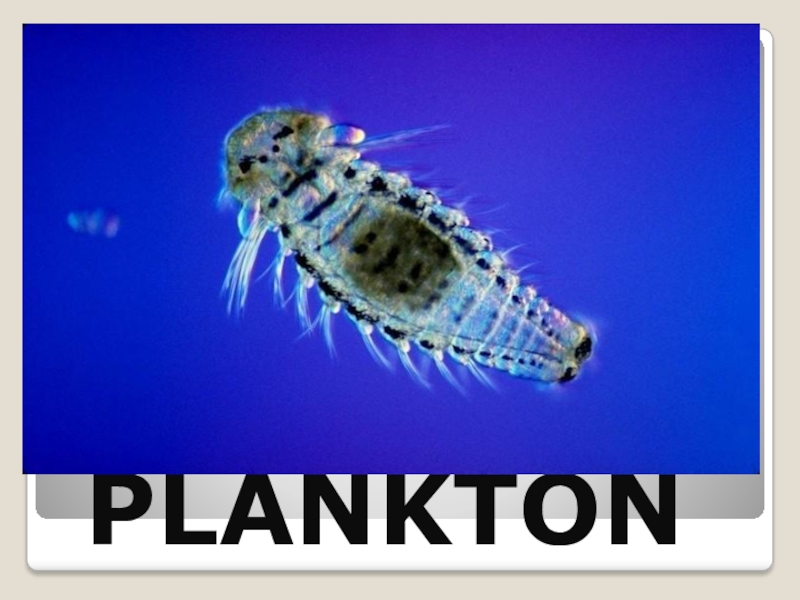 Г фитопланктон. Планктон эпишура. Планктон Байкала. Планктонные моллюски. Рачок эпишура.