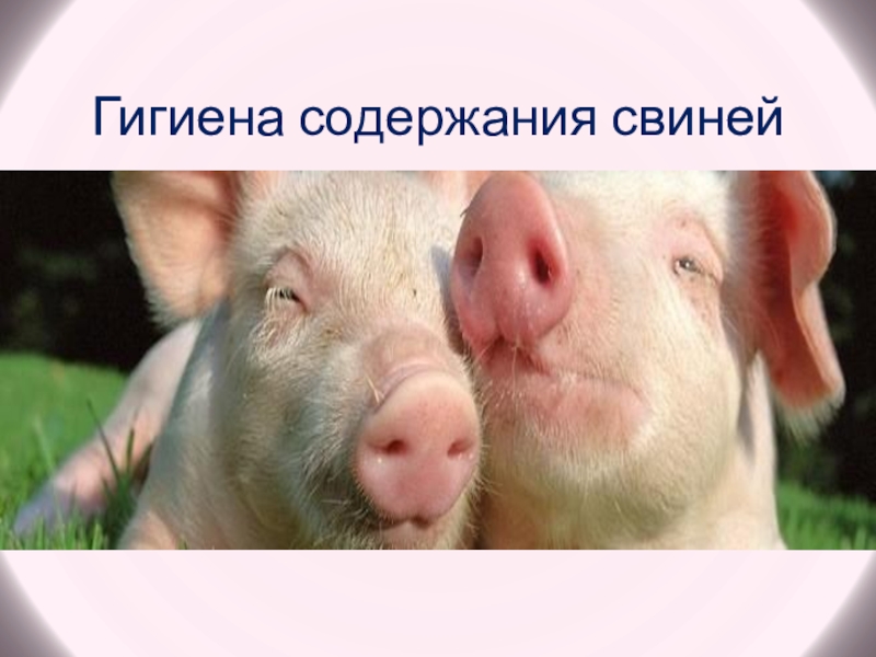 Презентация Гигиена содержания свиней
