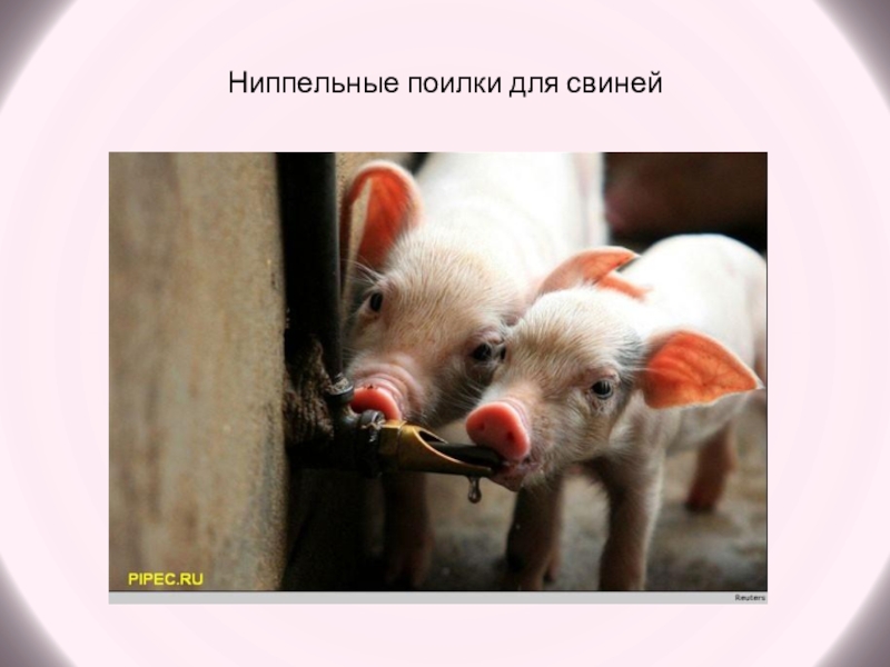  Пособие по теме Гигиена свиней