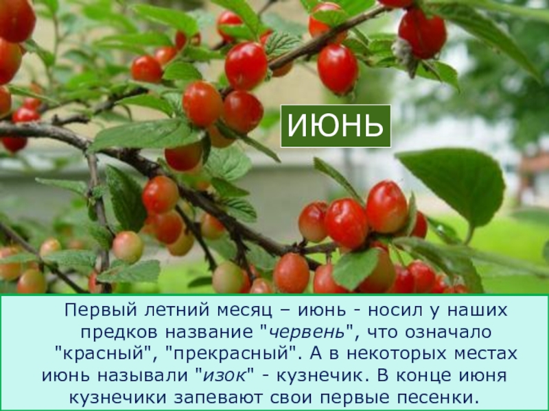 Июнь месяц в россии. Месяц июнь. Июнь первый летний месяц. Июнь Изок. Народное название летнего месяца июнь.