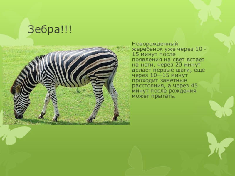 Зебра презентация для детей