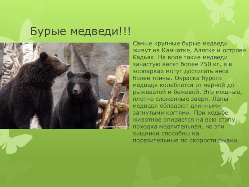 Найдите фотографию камчатский бурый медведь в цветной вклейке в конце учебника опишите хищника