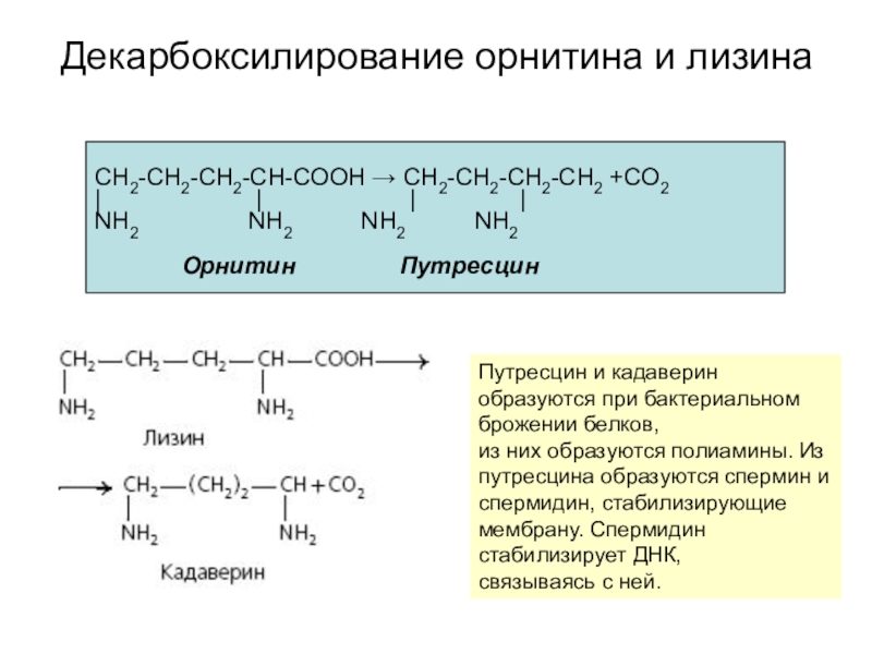 Кадаверин это. Декарбоксилирование аминокислот кадаверин. Декарбоксилирование орнитина. Декарбоксилирование орнитина и лизина. Декарбоксилирование орнитина реакция.