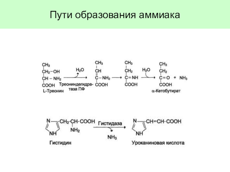 Напишите уравнения аммиака. Реакция образования аммиака из Валина. Уравнения реакций с образованием аммиака. Реакции образования аммиака биохимия. Пути образования аммиака биохимия.