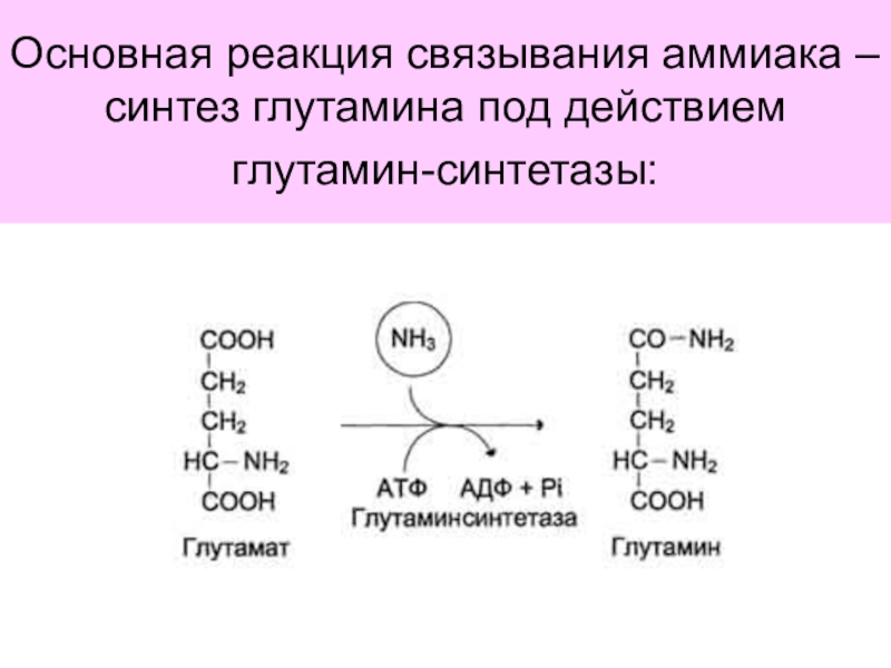 Основная реакция. Синтез и распад глутамина. Синтез глутамата из аммиака. Глютамин отщепление аммиака. Синтез глутамина под действием глутаминсинтетазы.