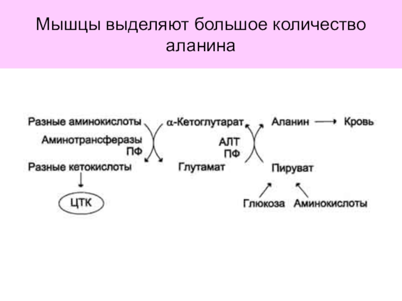 Выделите наибольшее. Образование аланина в мышцах. В мышце выделяют. Аланин и аммиак. Обмен аланина мышца печ.