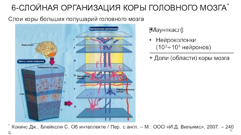 Слои мозга. Слои коры головного мозга. Шесть слоев коры головного мозга. 6 Слоев коры больших полушарий. Слои мозга функции.