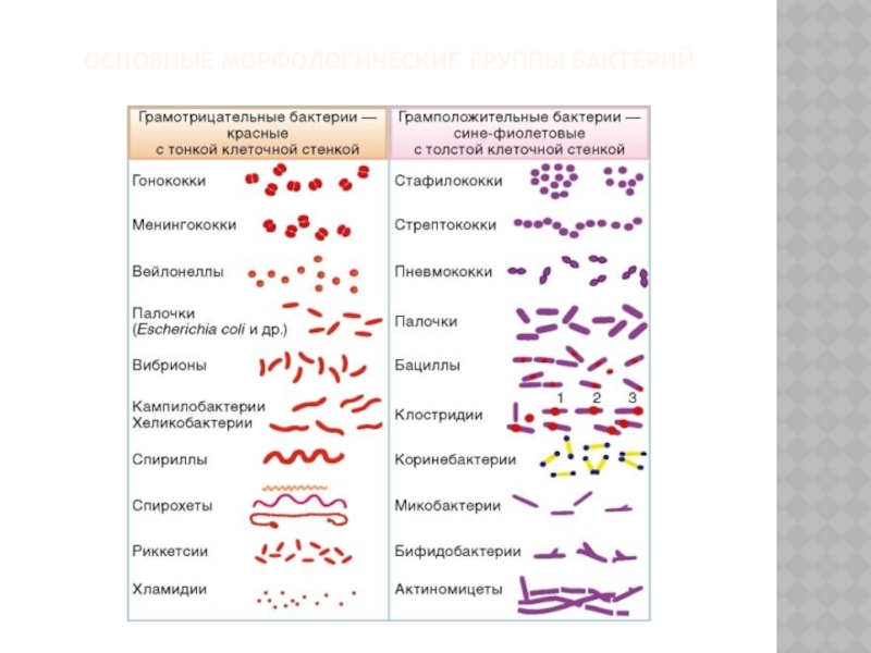 Дыхание прокариот. Основные морфологические группы бактерий кокки. Грамм отрицательные бактерии кокки. Морфология микроорганизмов особенности классификации. Грамположительные бактерии грамположительные бактерии.