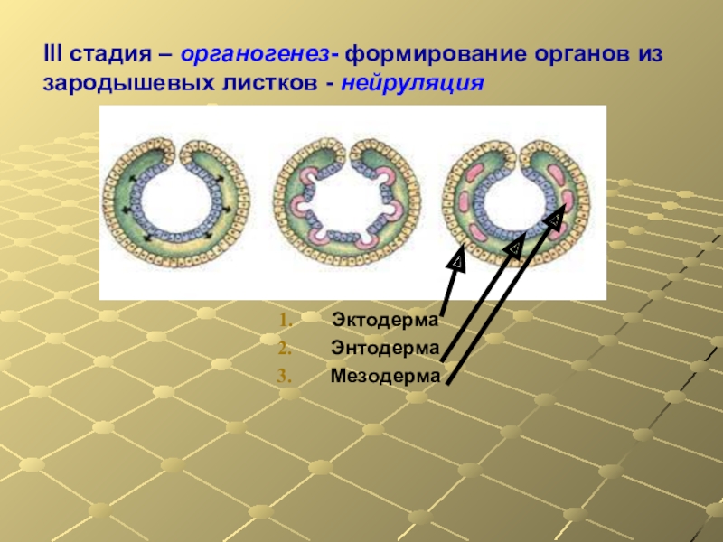 Гистогенез и органогенез рисунок