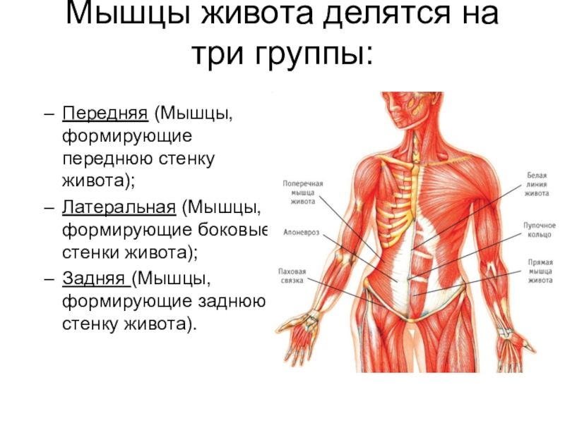 Стенки мышцы. Функции мышц передней-боковой поверхности живота. Задняя группа мышц живота. Мышцы внизу живота. Латеральная группа мышц живота.