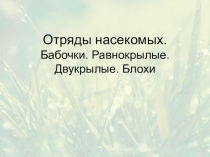 Отряды насекомых. Бабочки. Равнокрылые. Двукрылые. Блохи