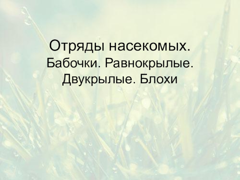 Презентация Отряды насекомых. Бабочки. Равнокрылые. Двукрылые. Блохи