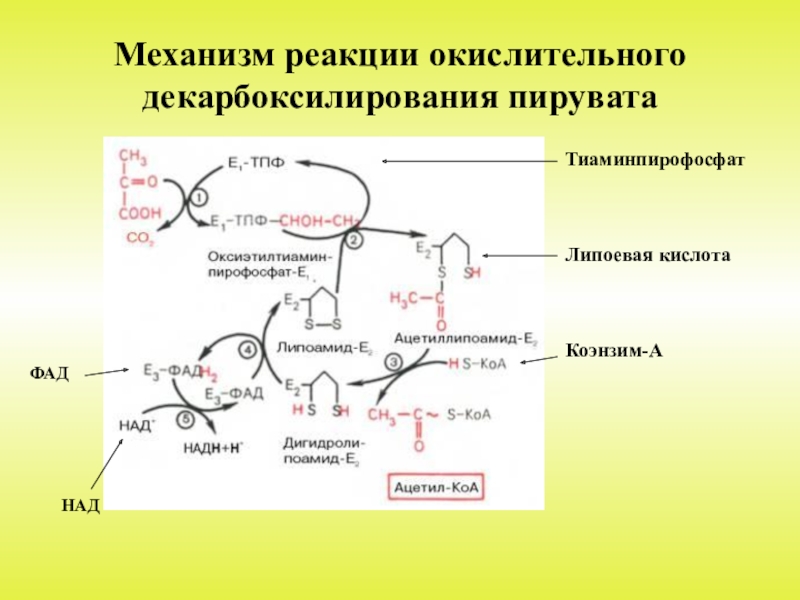 Окислительное декарбоксилирование пирувата схема