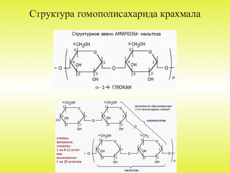 Схема образования амилозы