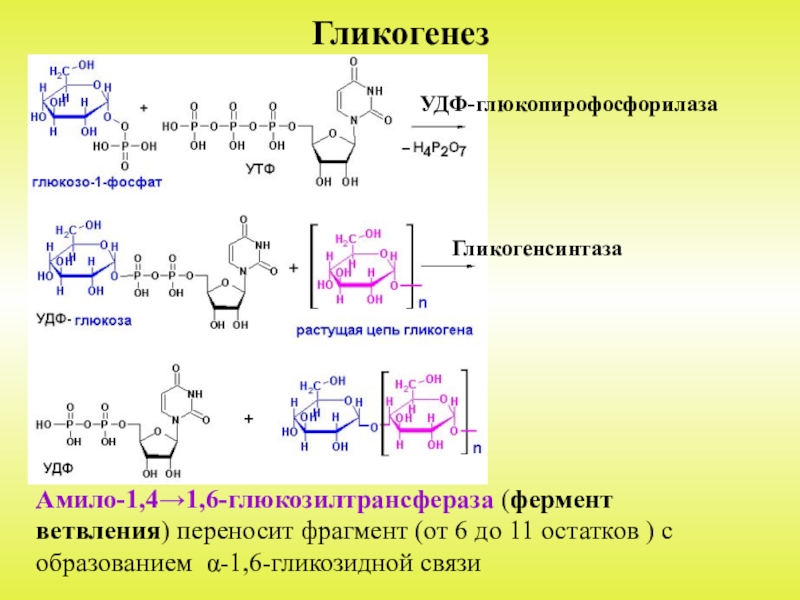 Схема синтеза гликогена