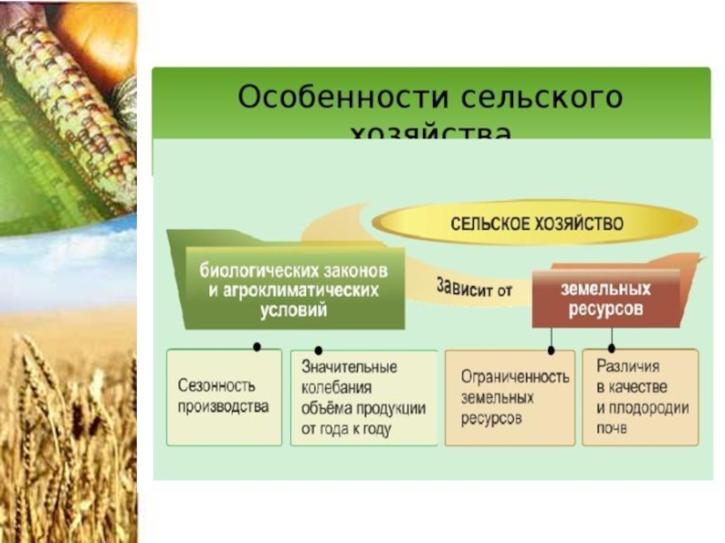 Особенности сельского. Хозяйство России кратко. Сельское хозяйство России кратко. Сельское хозяйство России кратко самое главное. Особенности земледелия России.