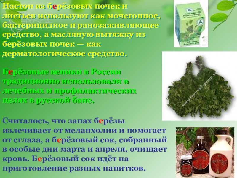 Берёзовые веники в России традиционно использовали в лечебных и профилактических целях в русской бане.Считалось, что запах берёзы