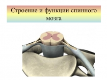 Строение и функции спинного мозга