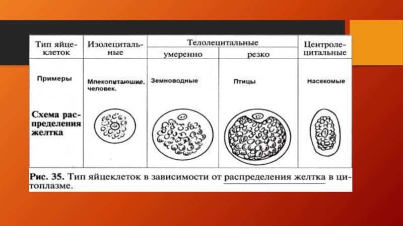 Количество яйцеклеток. Типы яйцеклеток по количеству и распределению желтка таблица. Типы яйцеклеток от распределения желтка. Типы яйцеклеток в зависимости от количества желтка. Классификация яйцеклеток по количеству желтка.