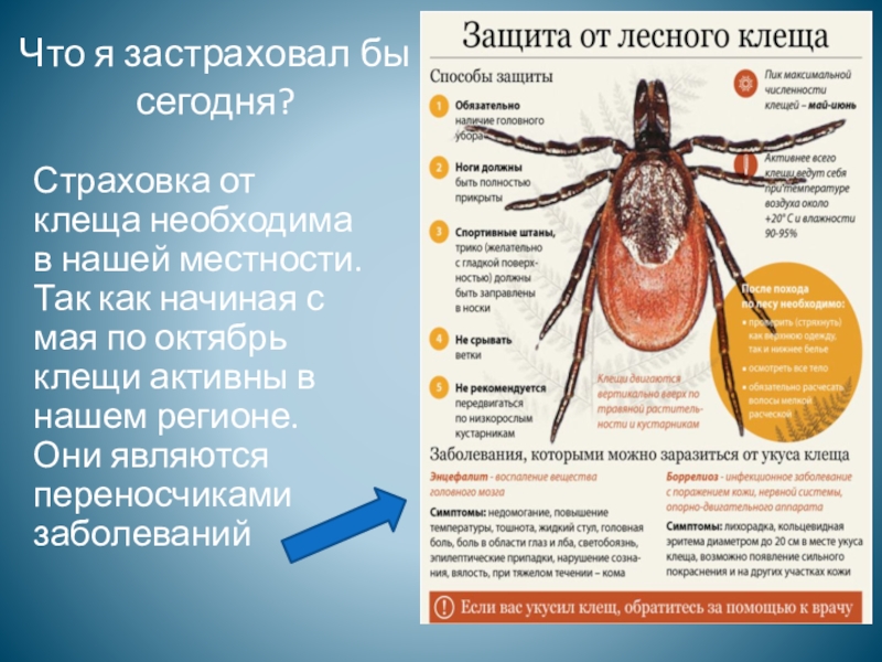 Пики активности клещей. Период активности клещей. Пик активности клещей.