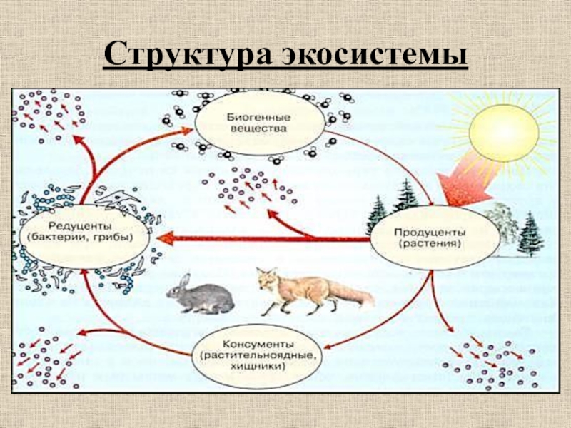 Презентация экосистемная организация природы компоненты экосистем структура экосистем