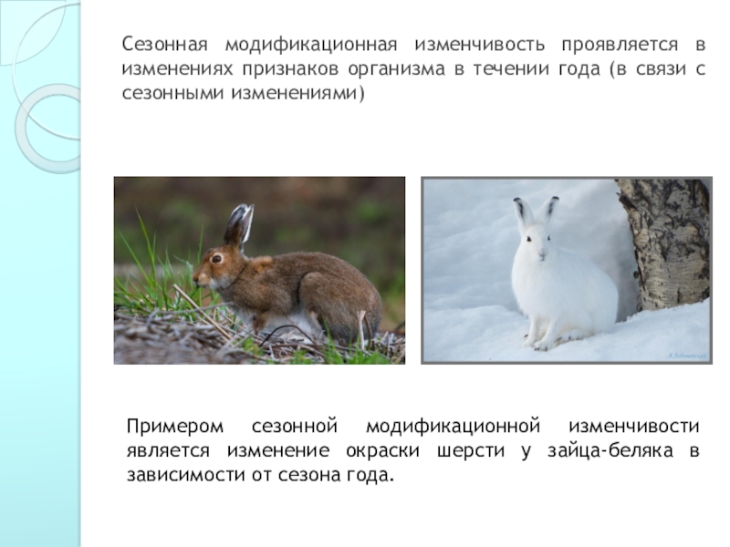 Изменение окраски животных. Заяц Беляк модификационная изменчивость. Модификационная изменчивость заяц Беляк летом и зимой. Гималайский кролик модификационная изменчивость. Горностаевый кролик модификационная изменчивость.