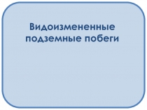 Видоизмененные подземные побеги