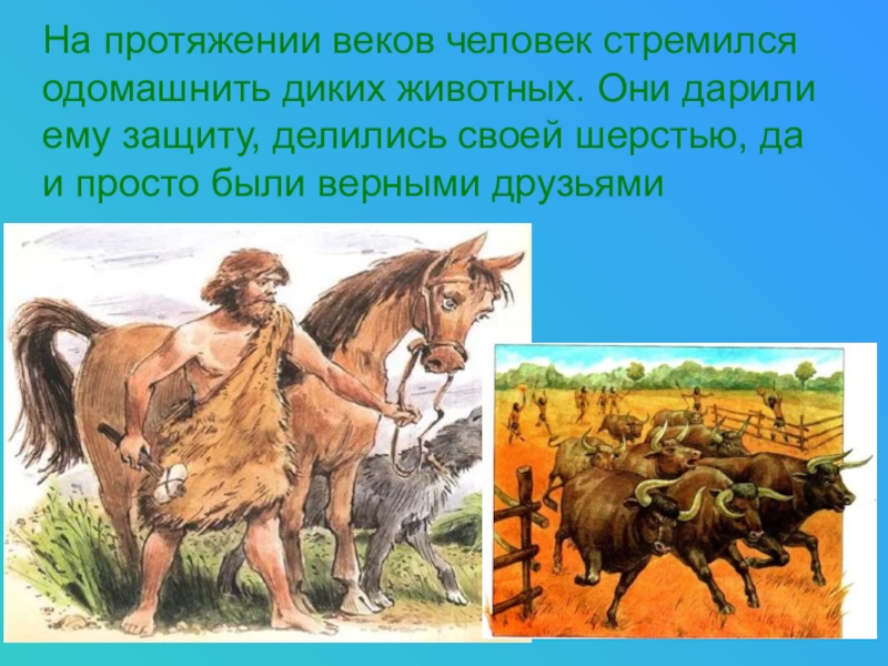 Животные 3 класс 21 век. Животные которых одомашнил человек. На протяжении веков человек. Когда человек одомашнил корову. Человек одомашнил животных слайд.