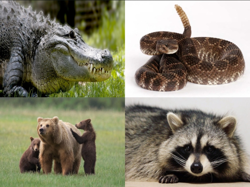 Dangerous wild animals