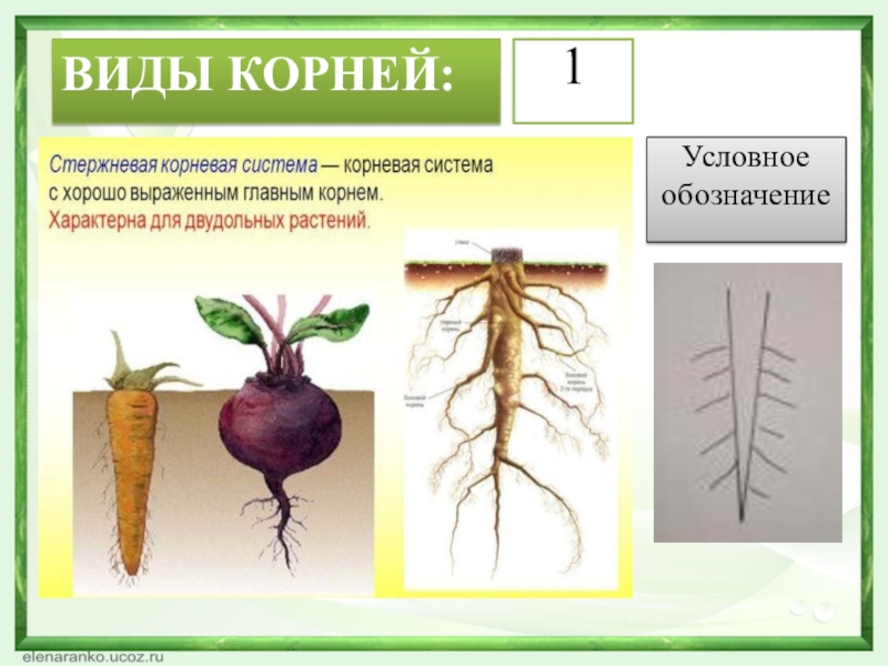 Бывает корневым. Стержневая корневая система корневая система. Растения со стержневой корневой системой. Цветы со стержневой корневой системой. Растения с мочковатой и стержневой корневой системой.