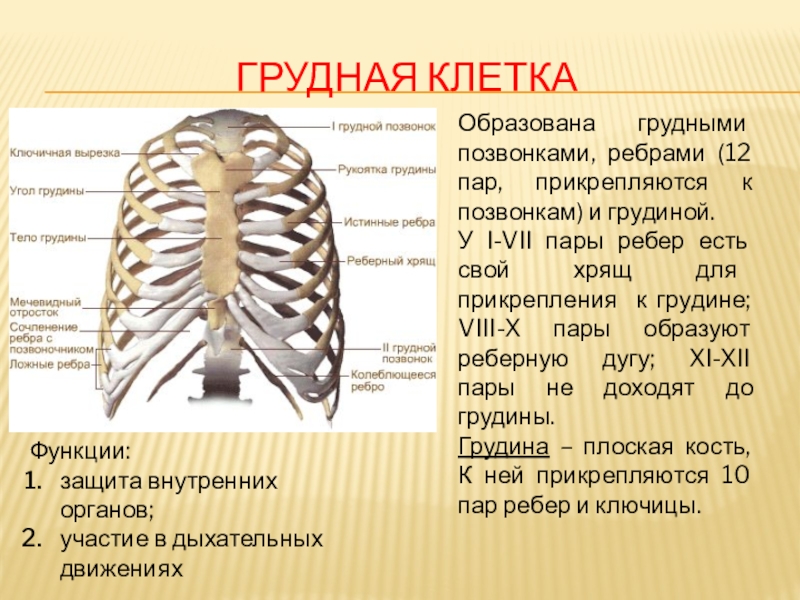 Грудную клетку составляют. Грудная клетка 12 пар ребер,Грудина,12 грудных позвонков. Анатомия грудная клетка прикрепление ребер к позвонкам. Строение грудины ребер их соединения. Строение грудной клетки образование позвоночно реберных суставов.