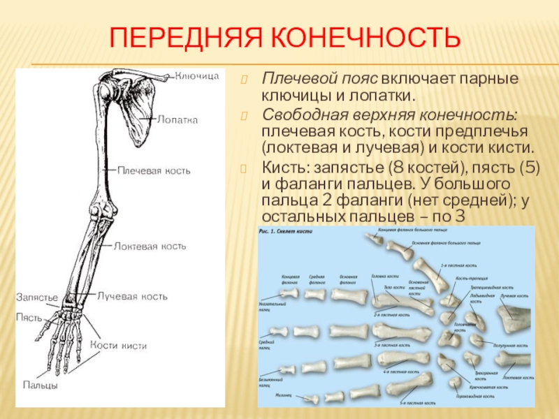 Выберите три верно обозначенные подписи к рисунку на котором изображено строение скелета руки