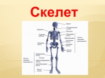 Скелет человека