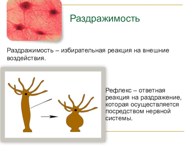 Раздражимость у животных. Реакция на внешние воздействия. Раздражимость. Раздражимость нервной ткани. Раздражимость у растений.