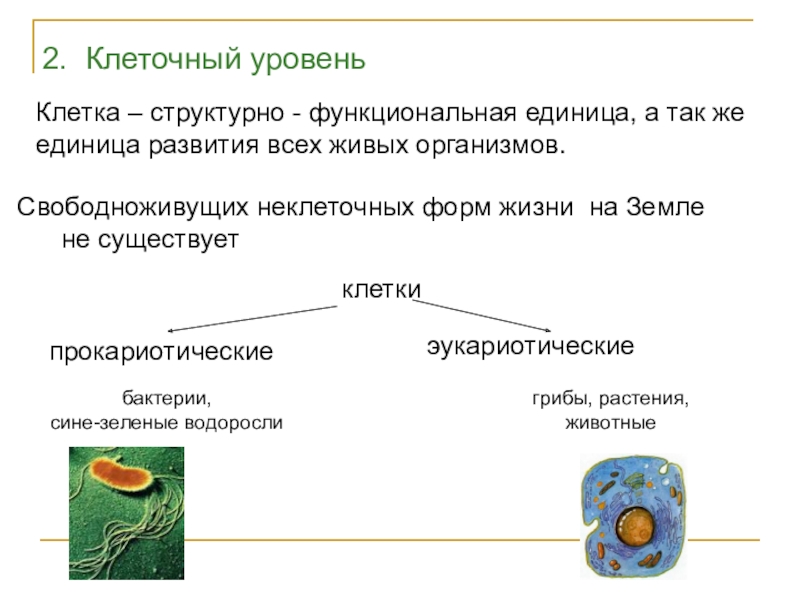 Презентация уровни организации жизни 7 класс биология