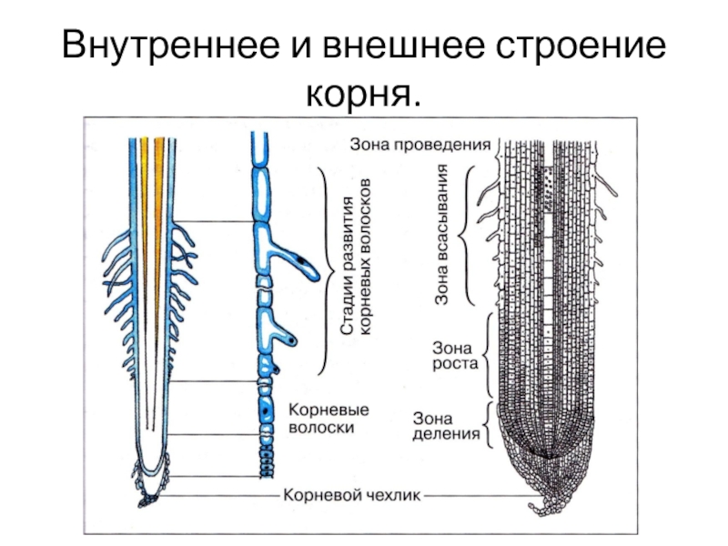 Строение корня рисунок без подписей